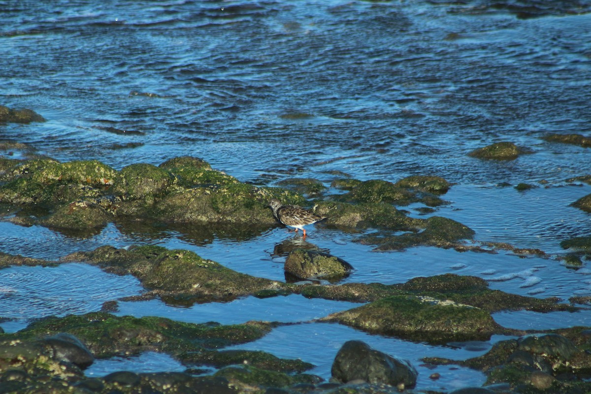 Ruddy Turnstone - ML624556632