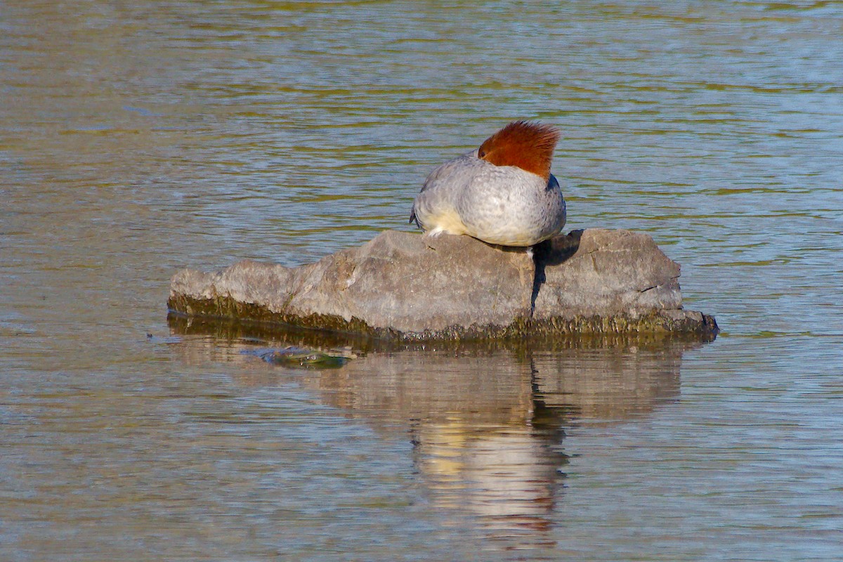 Common Merganser - ML624556635