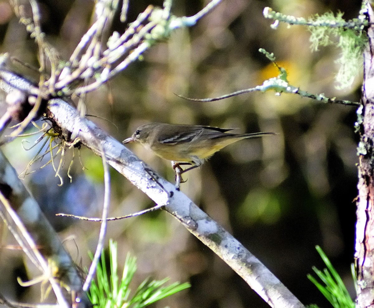 Pine Warbler - ML624556636