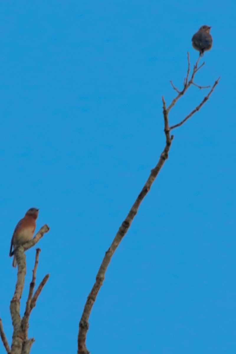 Eastern Bluebird - ML624556639