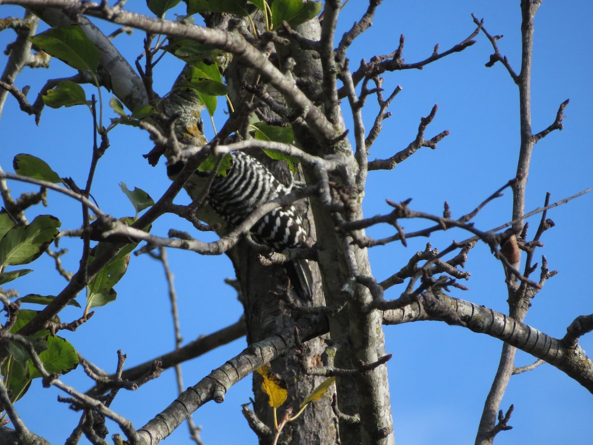 Ladder-backed Woodpecker - ML624556640