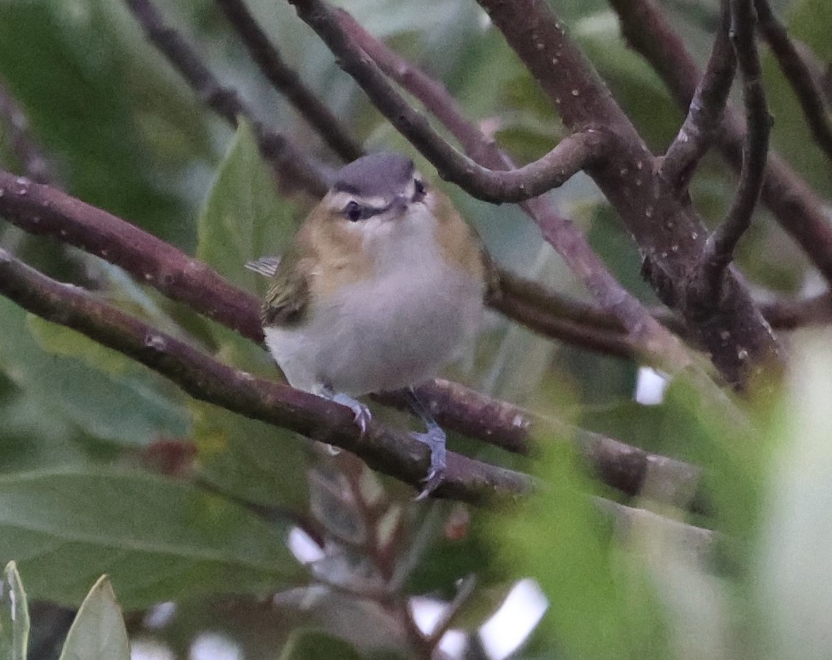 Red-eyed Vireo - ML624556641