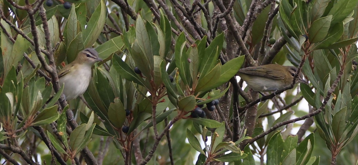 Kızıl Gözlü Vireo - ML624556642