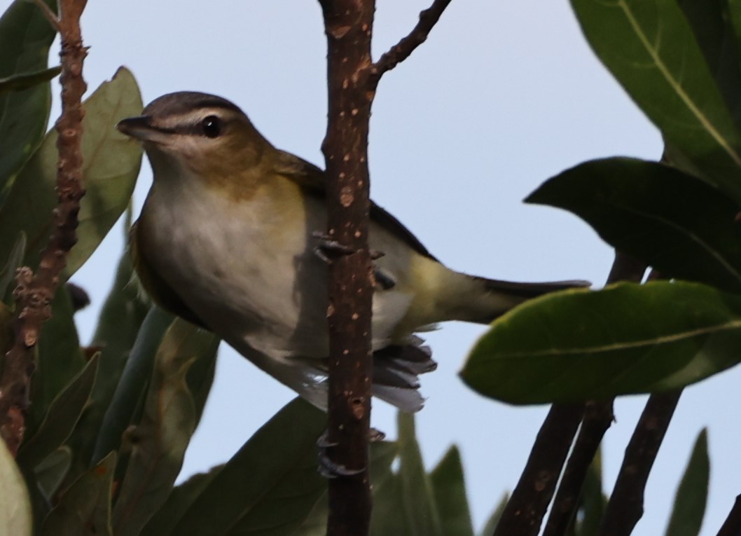 Red-eyed Vireo - ML624556643