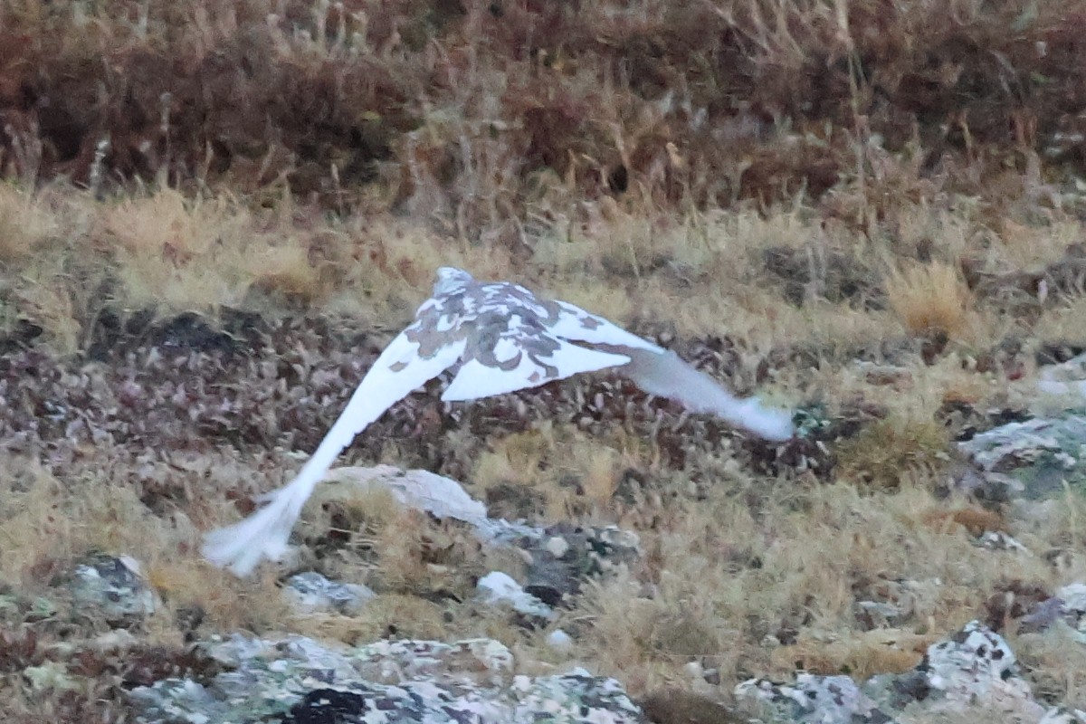 White-tailed Ptarmigan - ML624556644