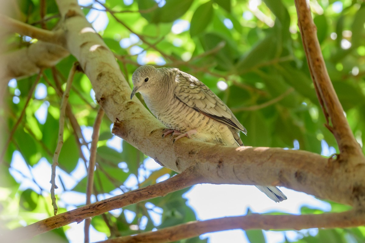 Inca Dove - ML624556646