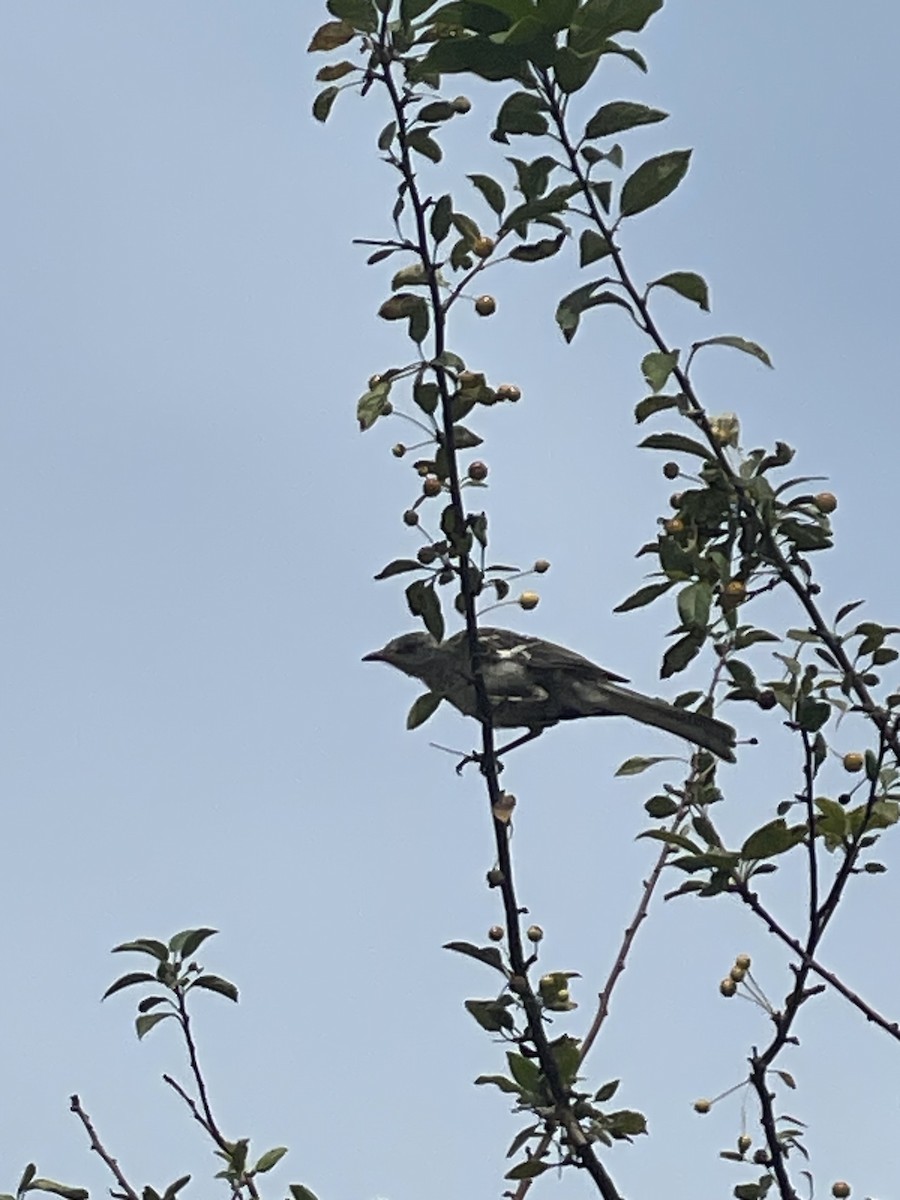 Northern Mockingbird - ML624556664