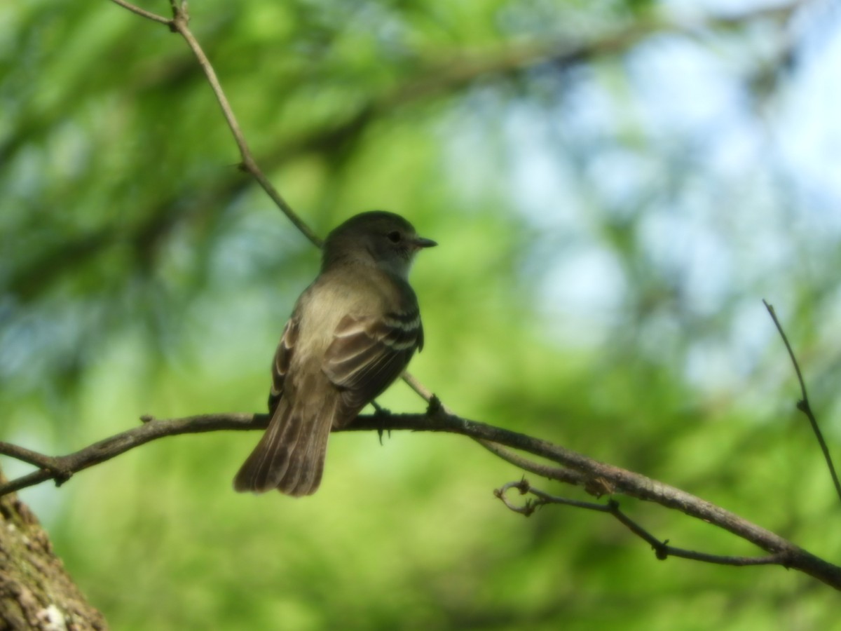 Greenish Elaenia - Silvia Enggist