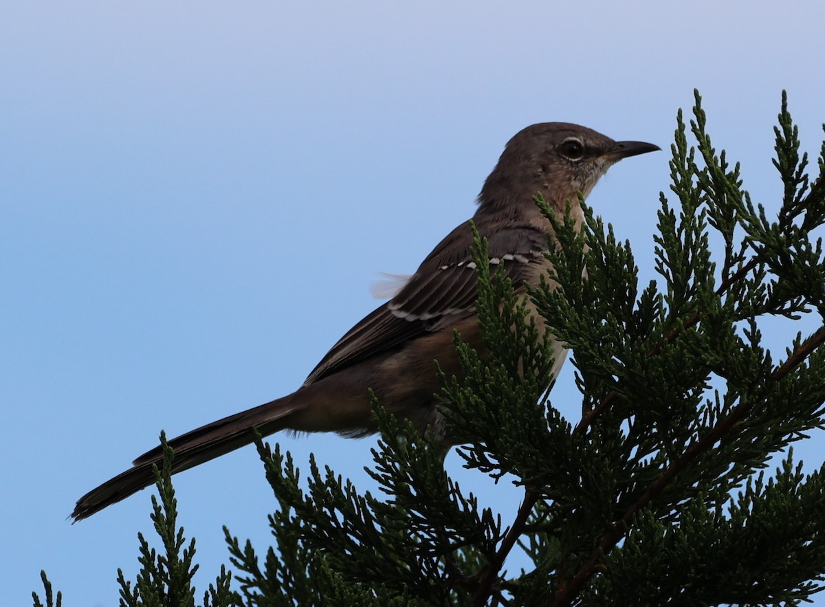 Northern Mockingbird - Gerry Lebing