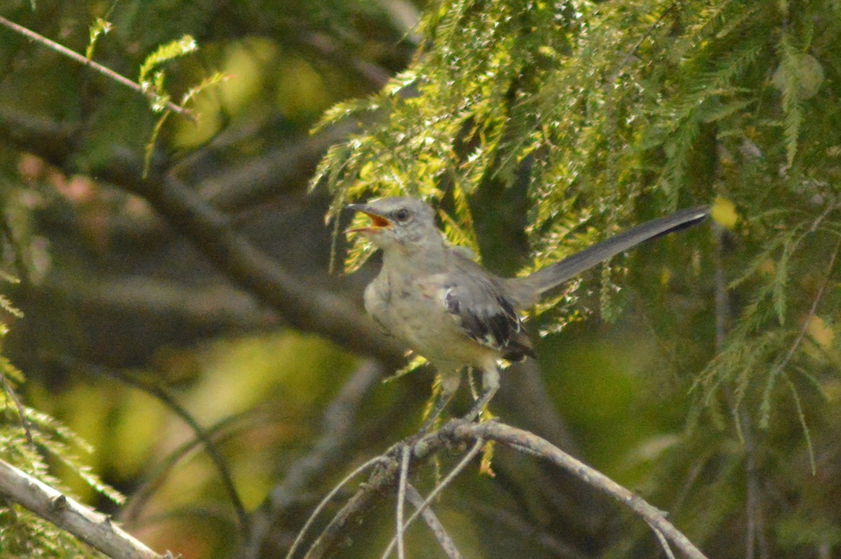 Northern Mockingbird - ML624556709