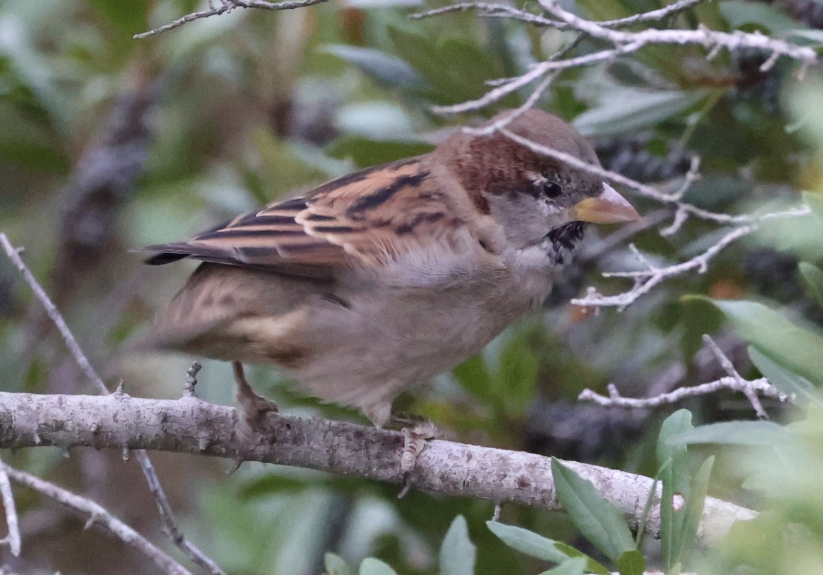 House Sparrow - ML624556711