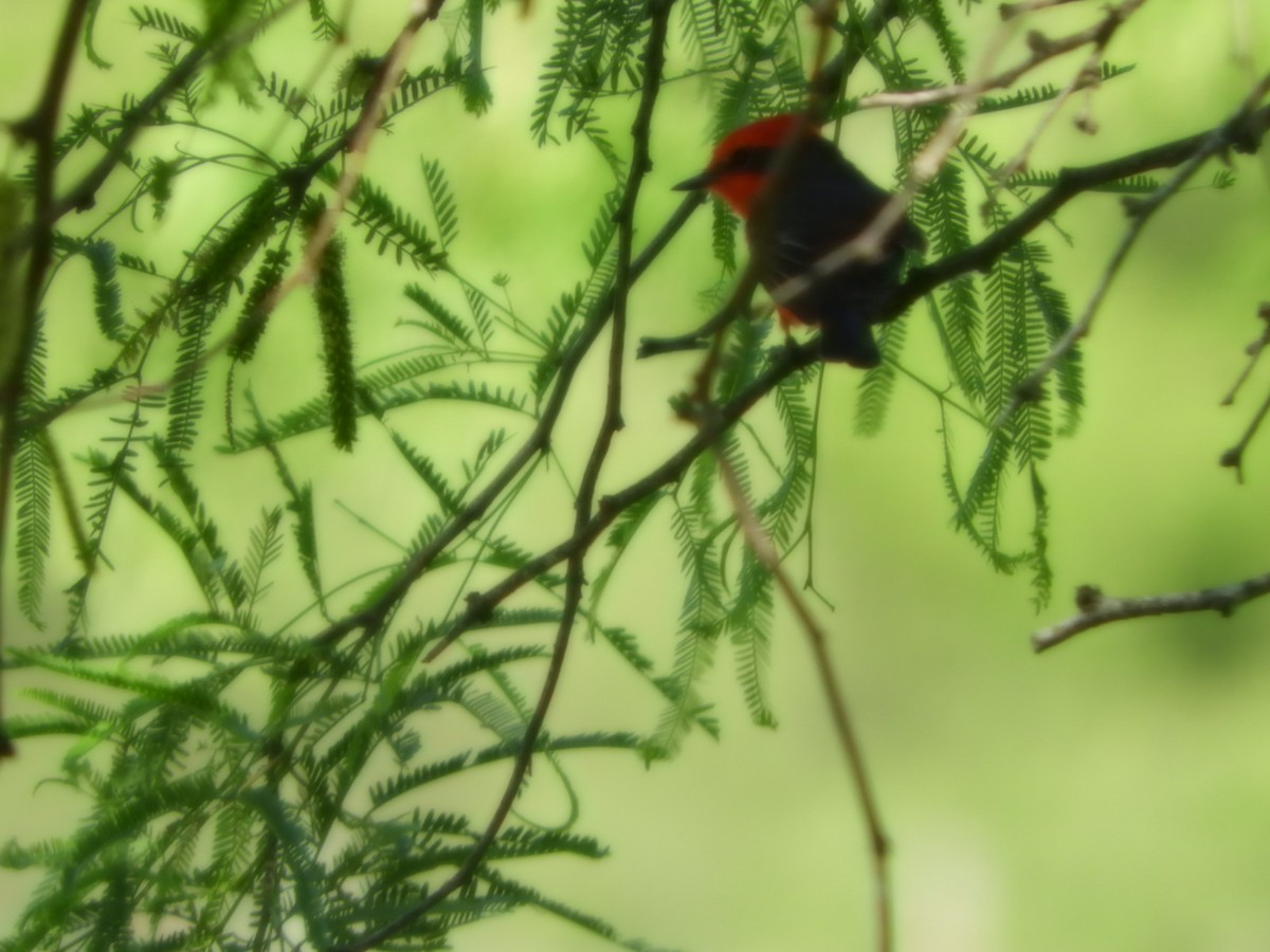 Vermilion Flycatcher - ML624556726