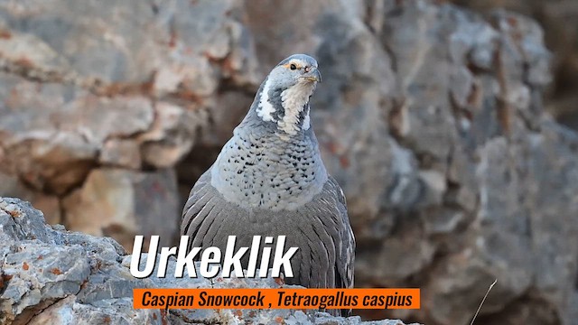 Caspian Snowcock - ML624556734