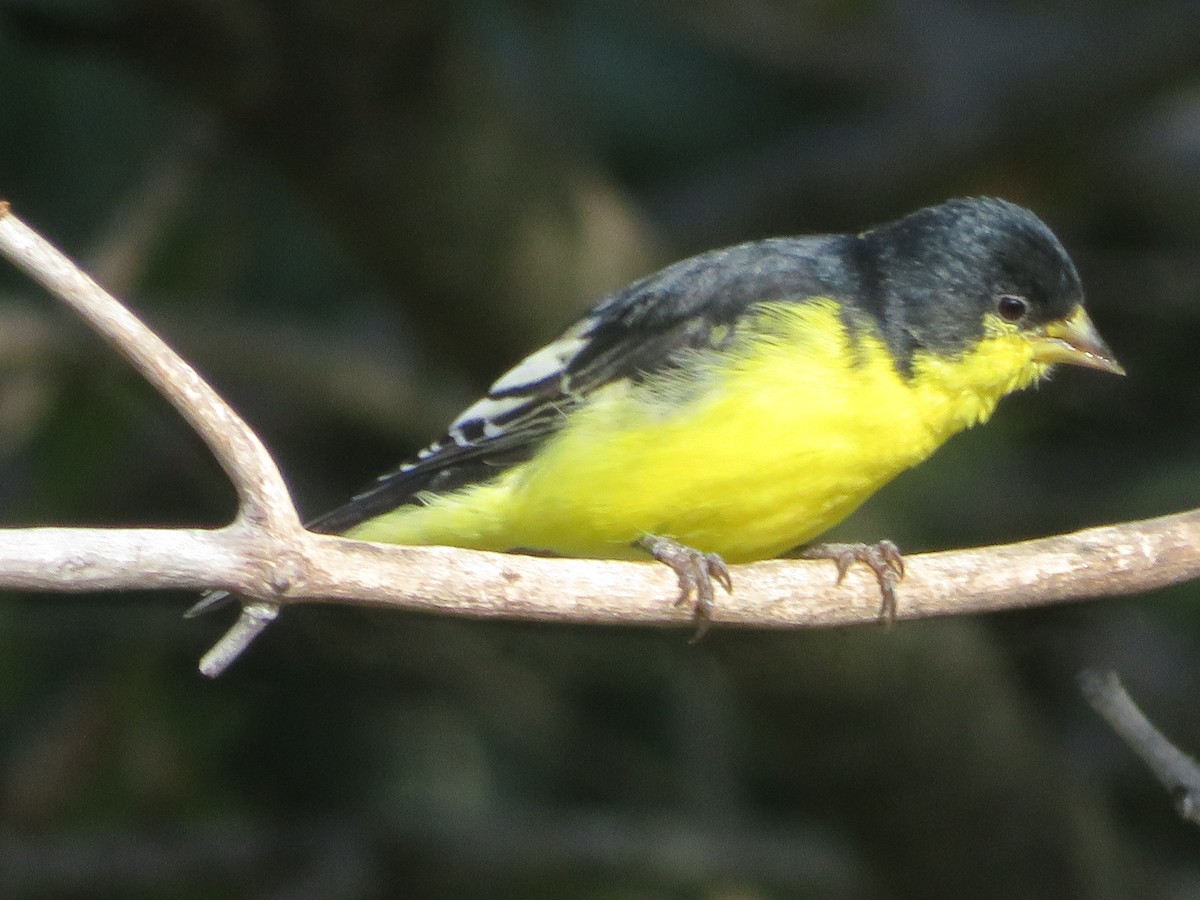 Lesser Goldfinch - Paul Sellin