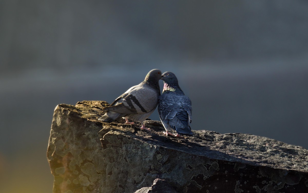 Rock Pigeon (Feral Pigeon) - ML624556747