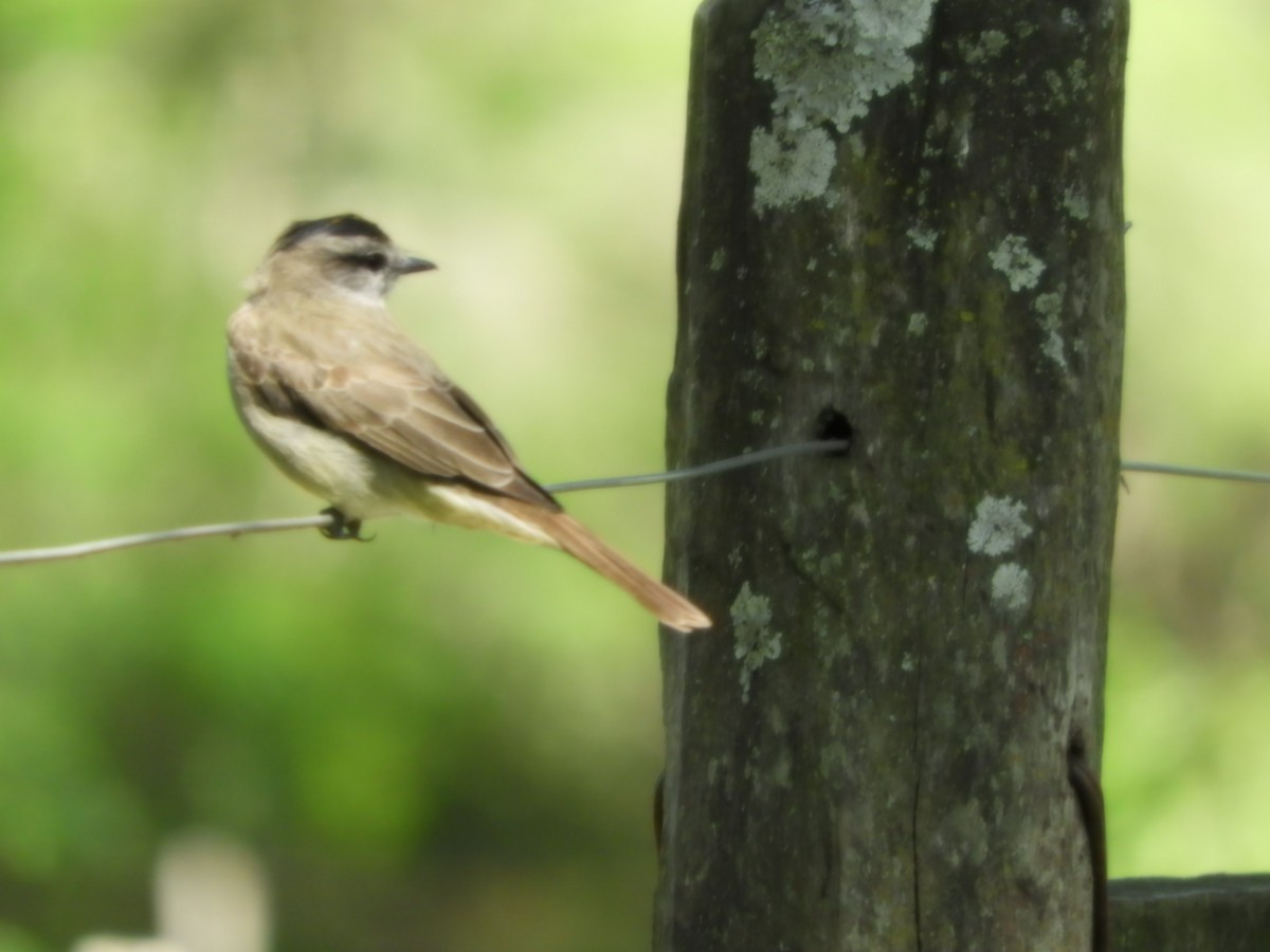 Crowned Slaty Flycatcher - ML624556758