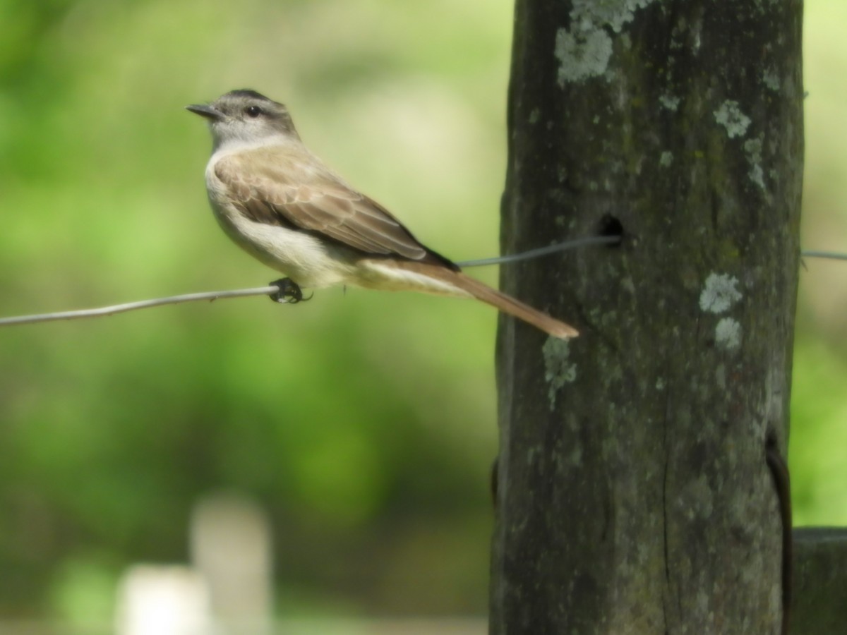 Crowned Slaty Flycatcher - ML624556759