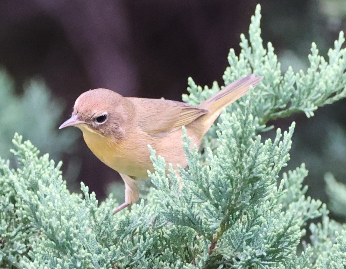 Common Yellowthroat - Gerry Lebing