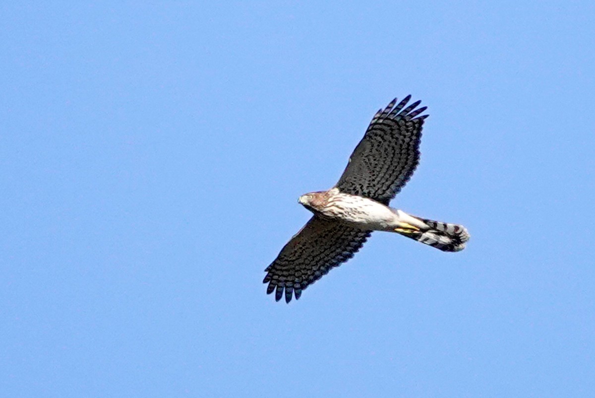 Cooper's Hawk - Louise Courtemanche 🦅