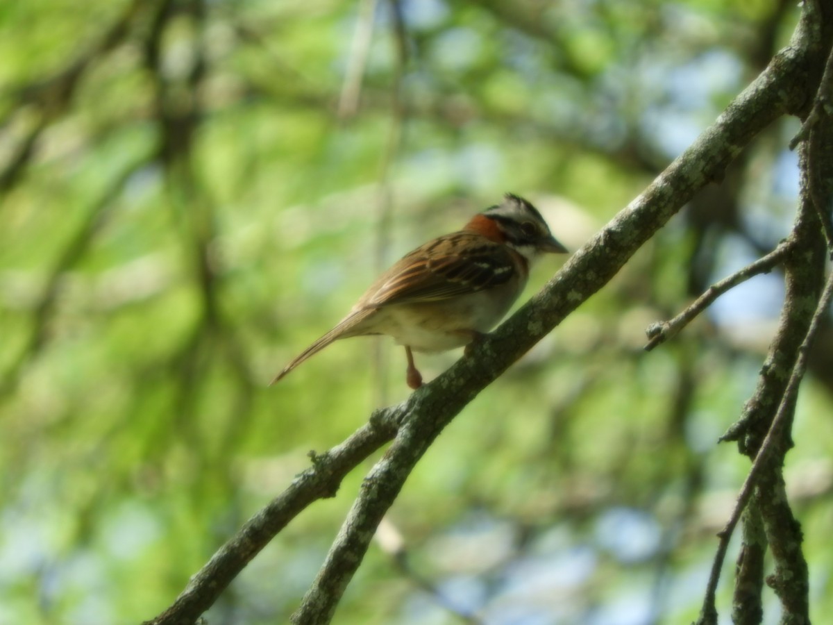 Rufous-collared Sparrow - ML624556769