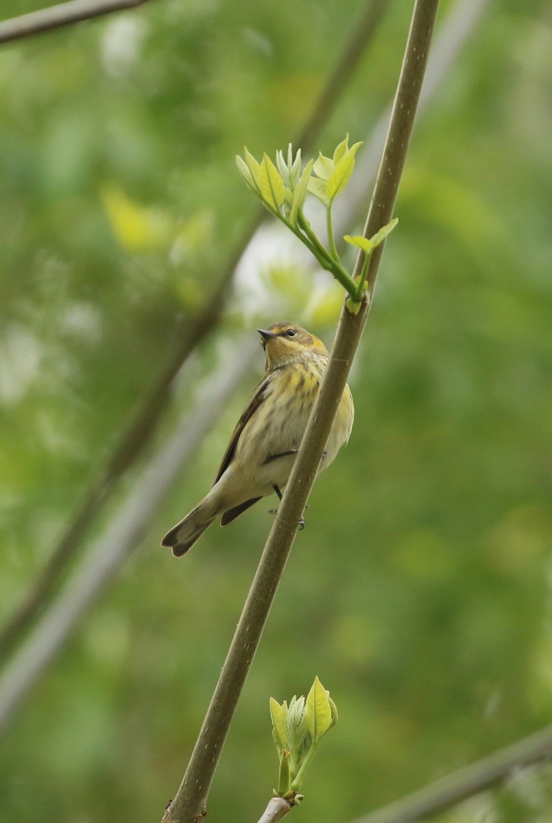 Cape May Warbler - ML624556774