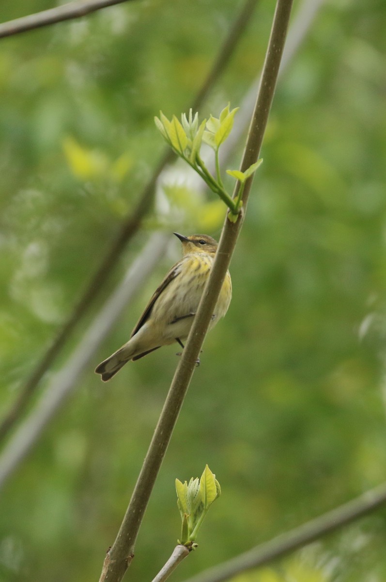 Cape May Warbler - ML624556775