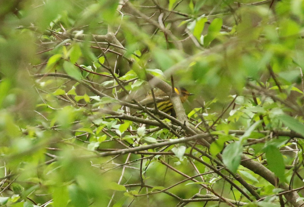 Cape May Warbler - ML624556776