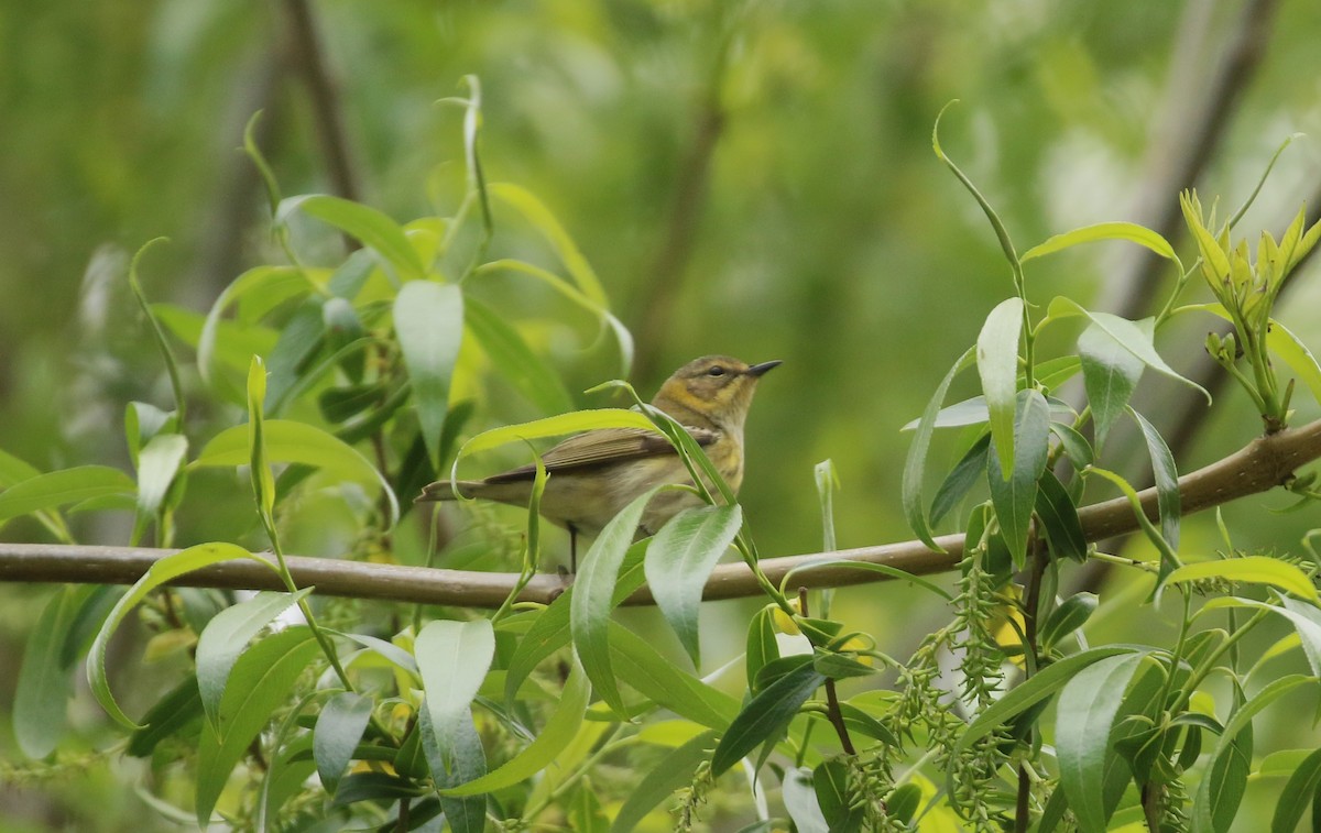 Cape May Warbler - ML624556777