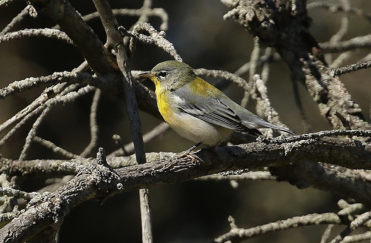 Northern Parula - Phillip Odum