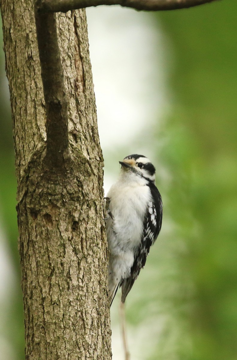 Downy Woodpecker - ML624556796