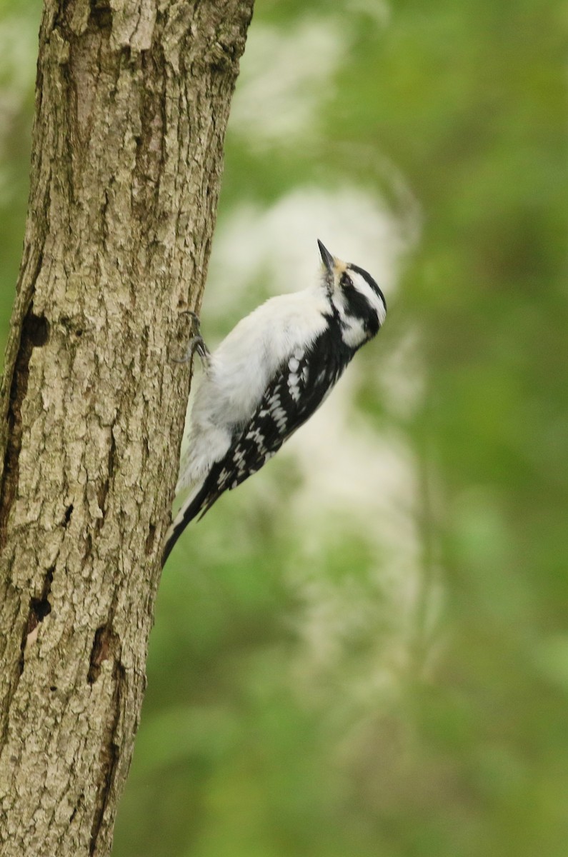 Downy Woodpecker - ML624556797