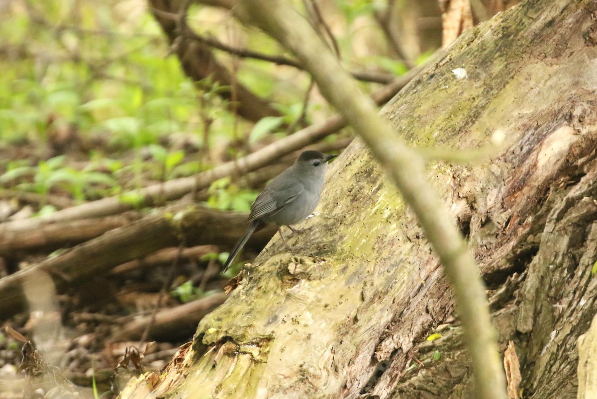 Gray Catbird - ML624556810