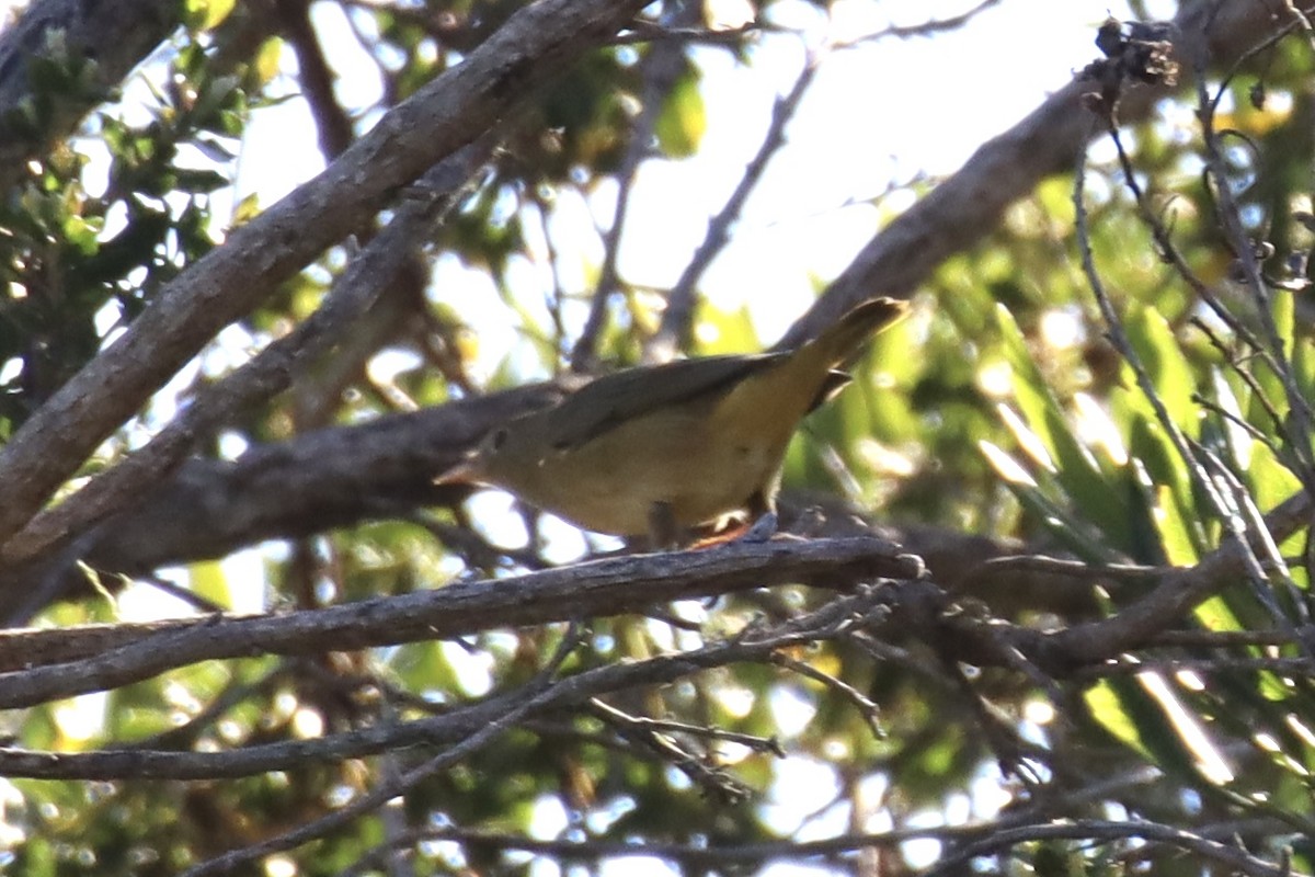 Yellow Warbler - ML624556841
