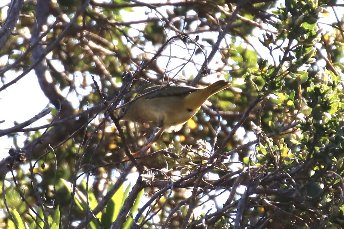 Yellow Warbler - ML624556842