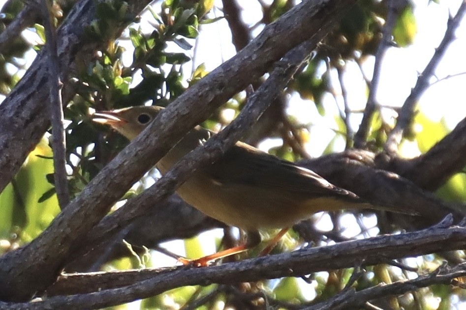 Yellow Warbler - ML624556843