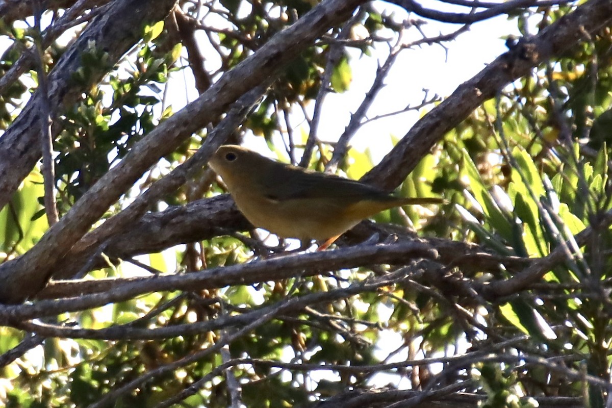 Yellow Warbler - ML624556844