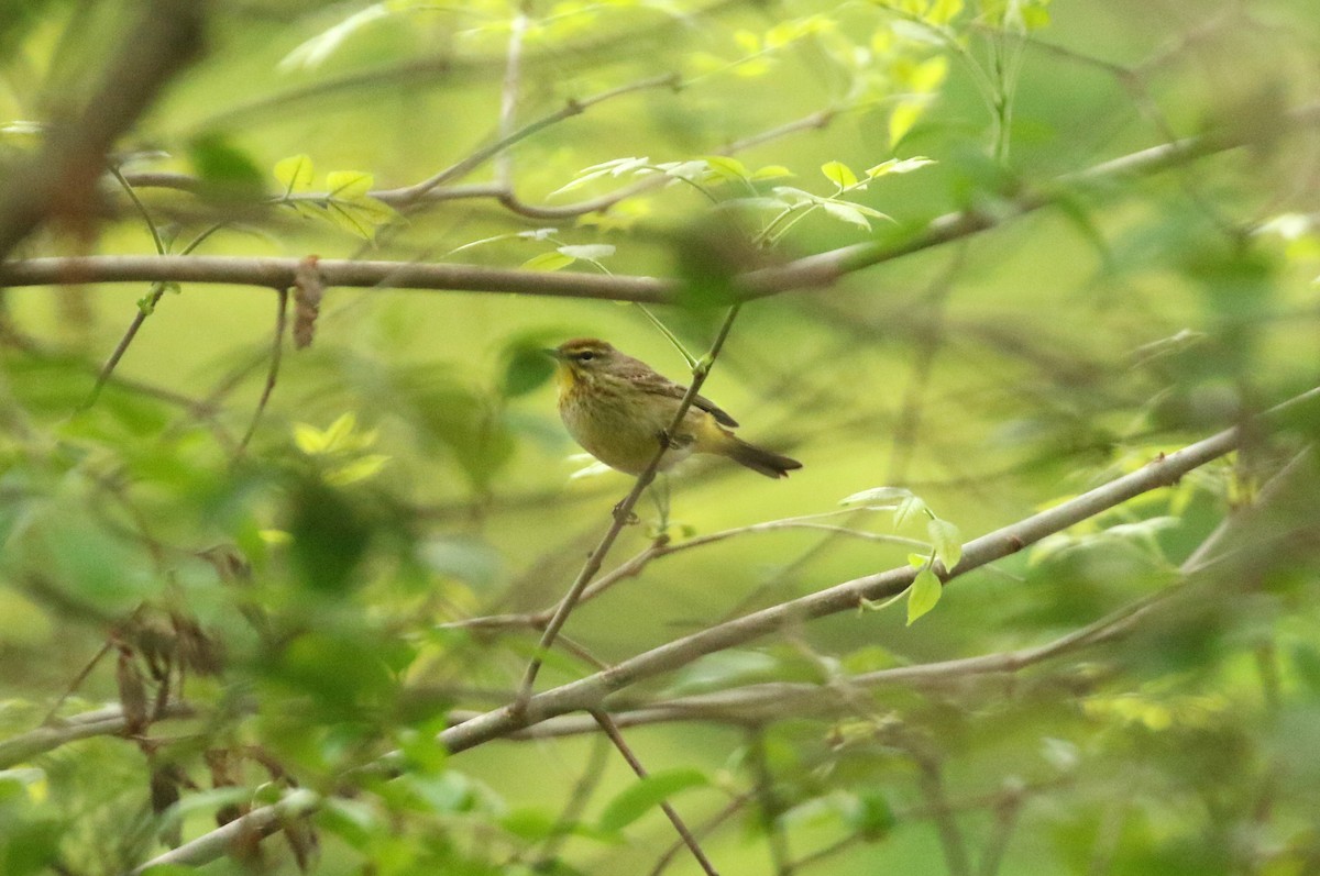 Palm Warbler - ML624556855