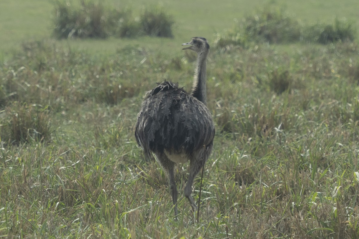 Greater Rhea - ML624556864