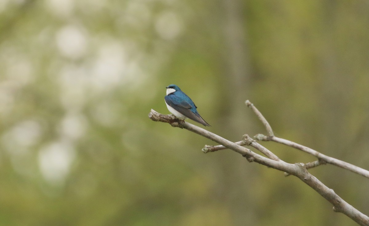 Tree Swallow - ML624556879