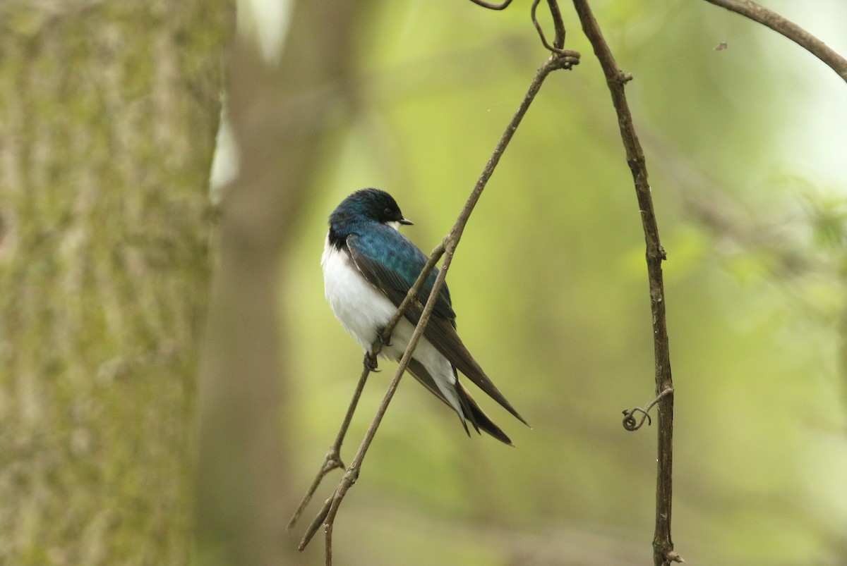 Tree Swallow - ML624556881