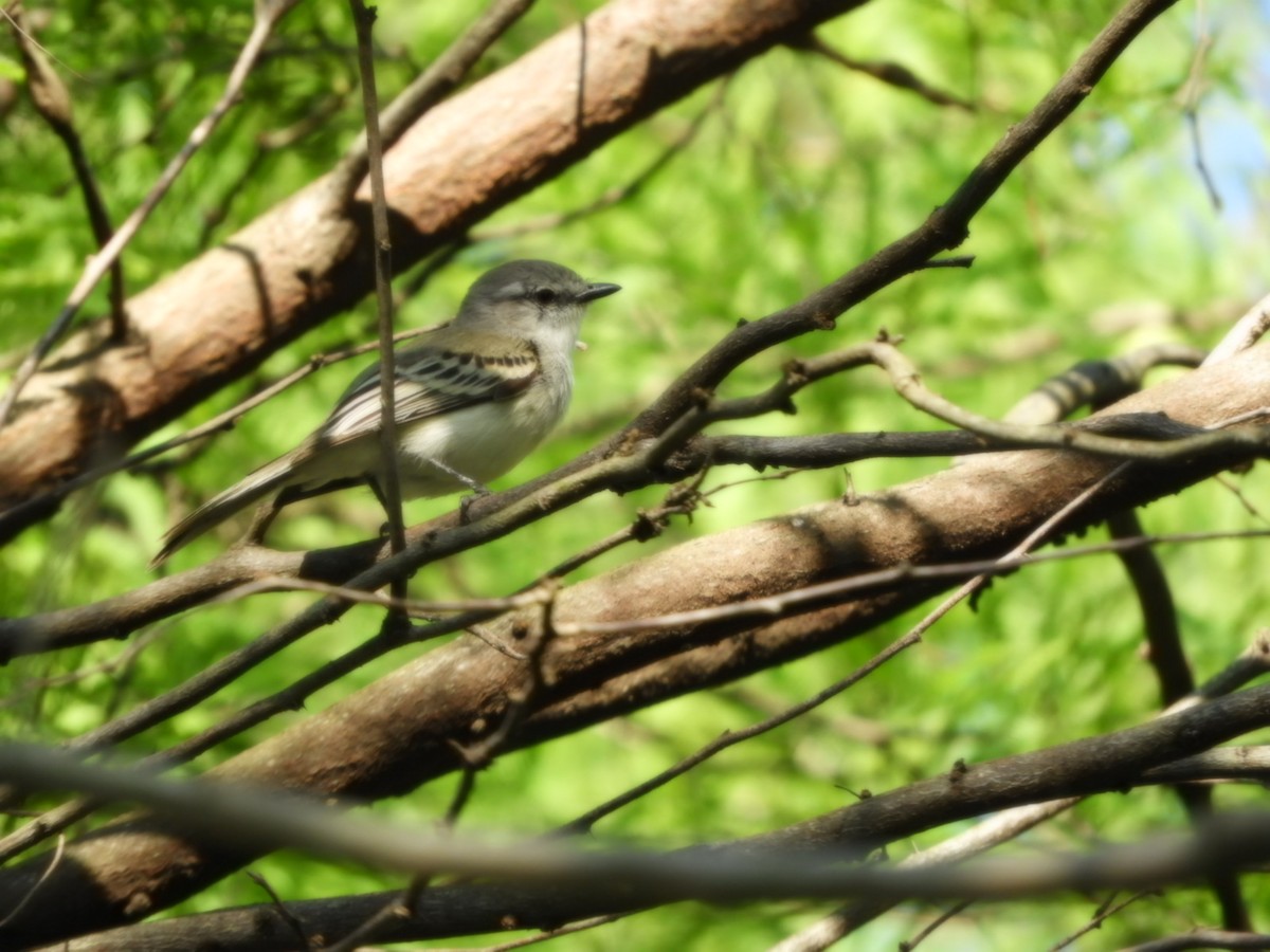 Suiriri Flycatcher - ML624556901