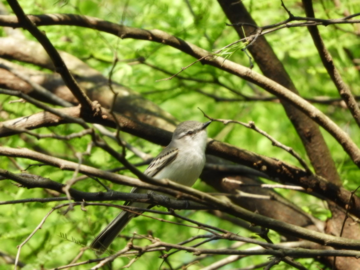 Suiriri Flycatcher - ML624556902