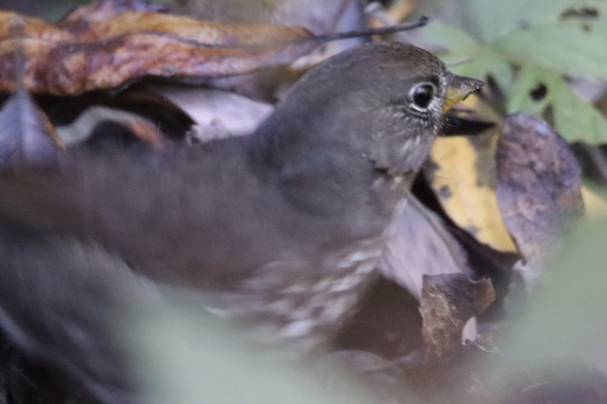 Fox Sparrow - ML624556903