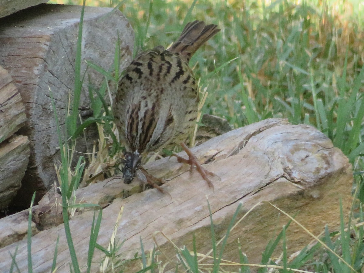 Lincoln's Sparrow - ML624556912