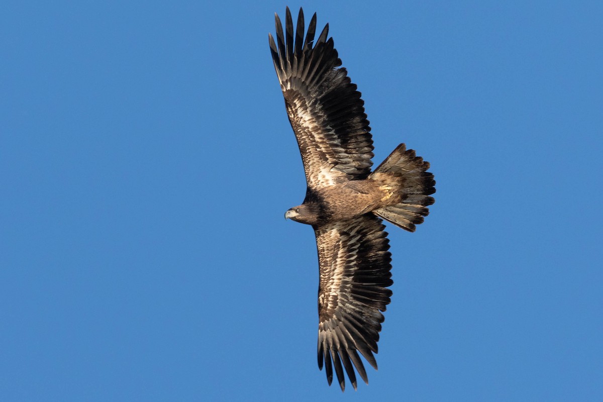 Bald Eagle - ML624556916