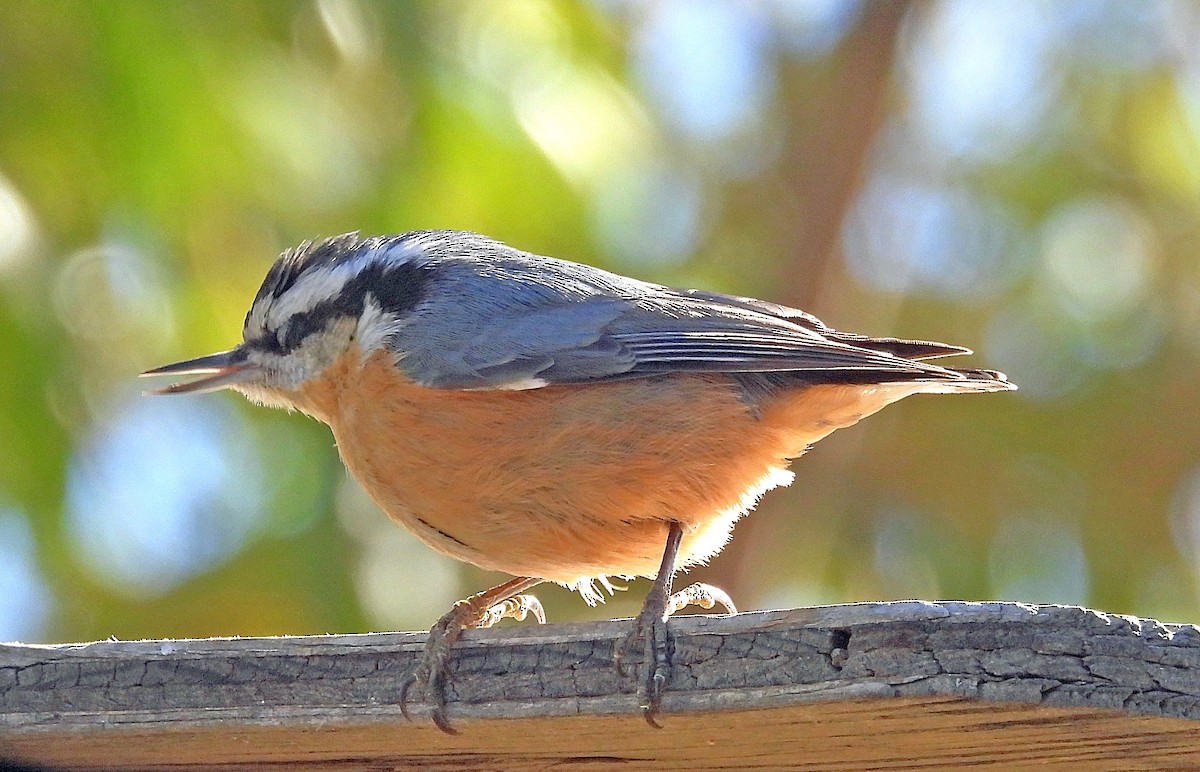 Red-breasted Nuthatch - ML624556917