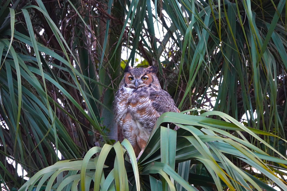 Great Horned Owl - ML624556918