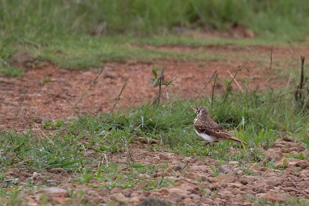 Dusky Lark - ML624556920