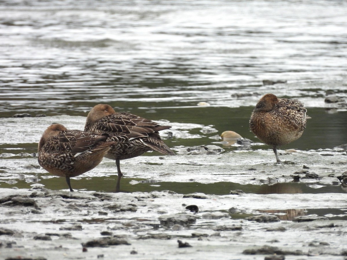 Northern Pintail - ML624556922