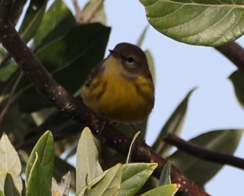 Prairie Warbler - ML624556924